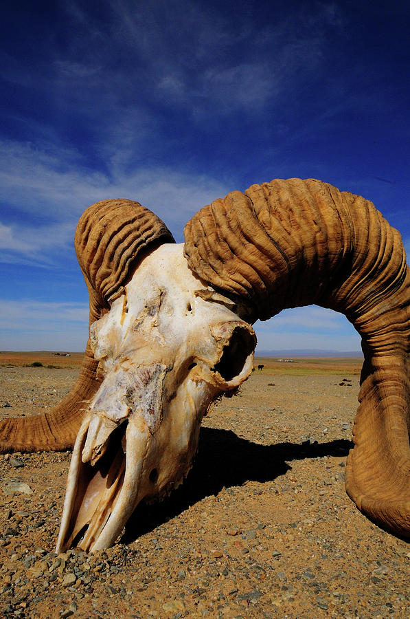 Animal Skull In The Gobi Desert Photograph by Beck Photography - Pixels