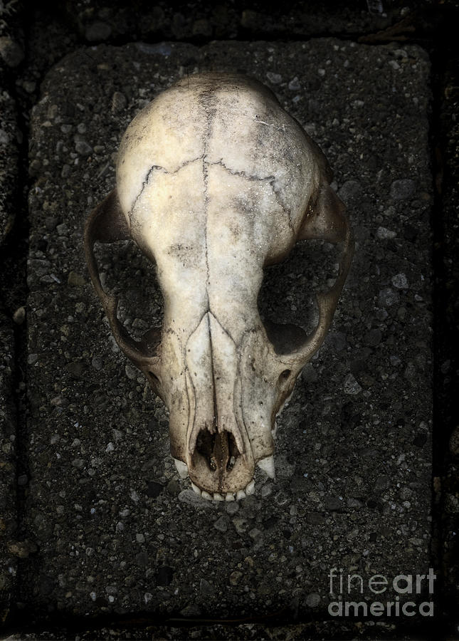 Skull Photograph - Animal Skull by Jill Battaglia