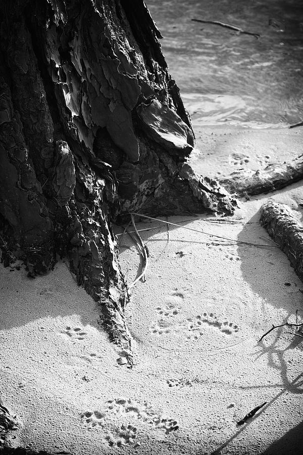 Animal Tracks in Sand at First Landing State Park Virginia Beach ...