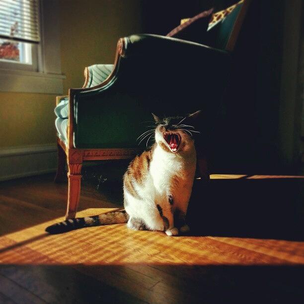 Cat Photograph - #animalcrackerspetcarephotography by Bebe Ferrari