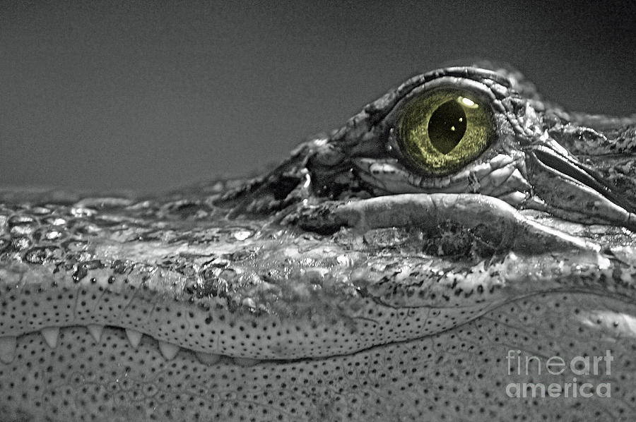 Alligator Photograph - Animals 32 by Ben Yassa