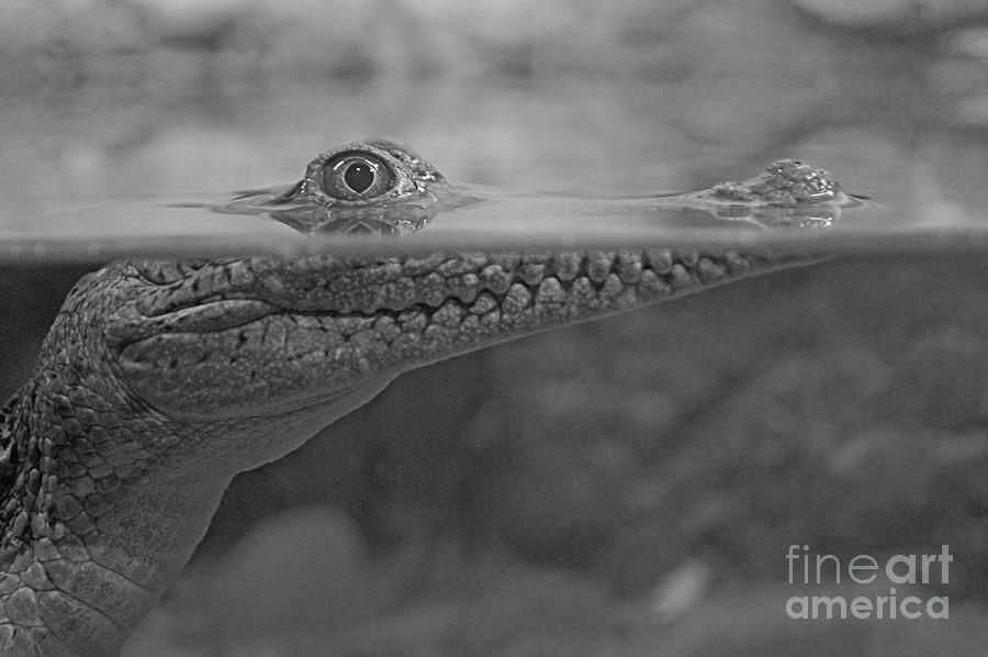 Alligator Photograph - Animals 35 by Ben Yassa
