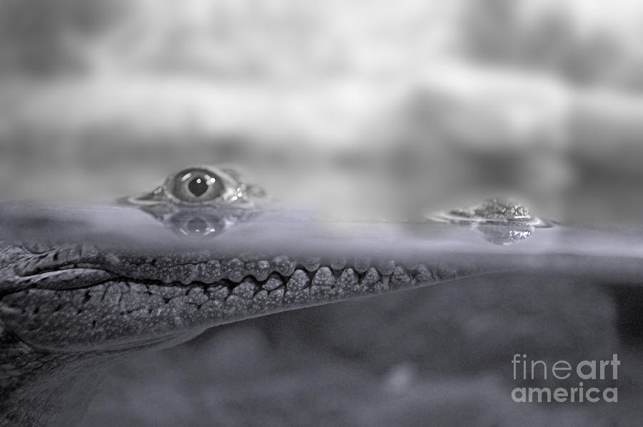 Alligator Photograph - Animals 36 by Ben Yassa