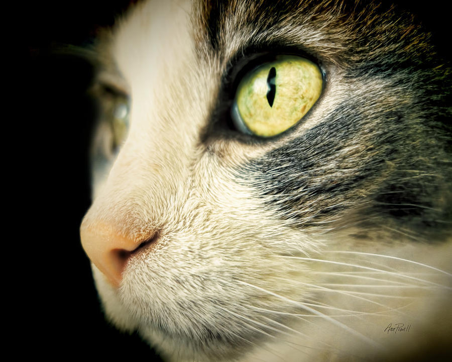 animals - cats - Cats Eye- photography Photograph by Ann Powell
