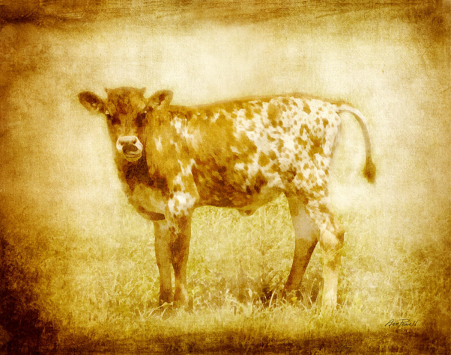 animals - cows - Calf in Sepia   Painting by Ann Powell