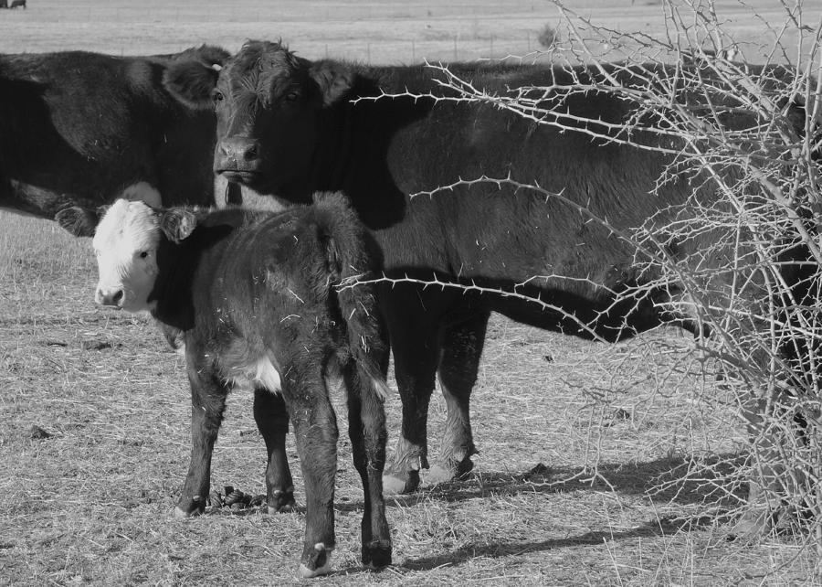 animals cows COW WITH CALF  black and white photography Photograph by Ann Powell