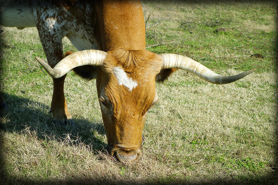 animals - cows -Longhorn Grazing  photography Photograph by Ann Powell