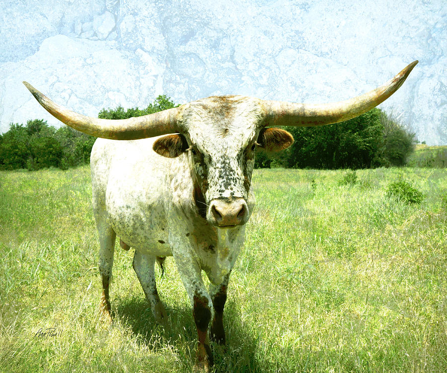 animals - cows -Longhorn in Summer Pasture Photograph by Ann Powell