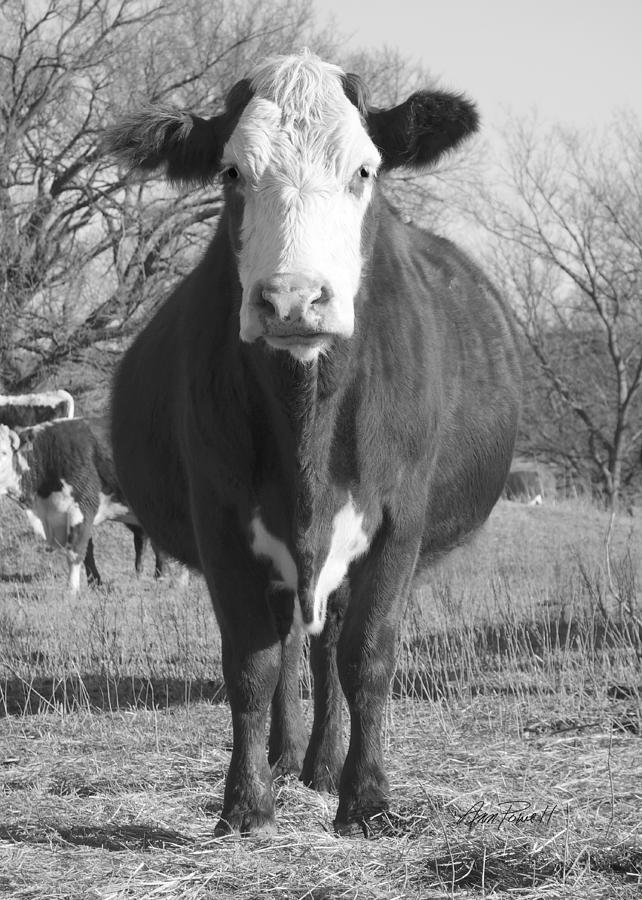 Animals- Cows - Posing on the Prairie  Photograph by Ann Powell