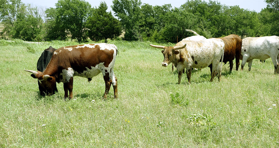 animals - cows - Summer Grazing Photograph by Ann Powell