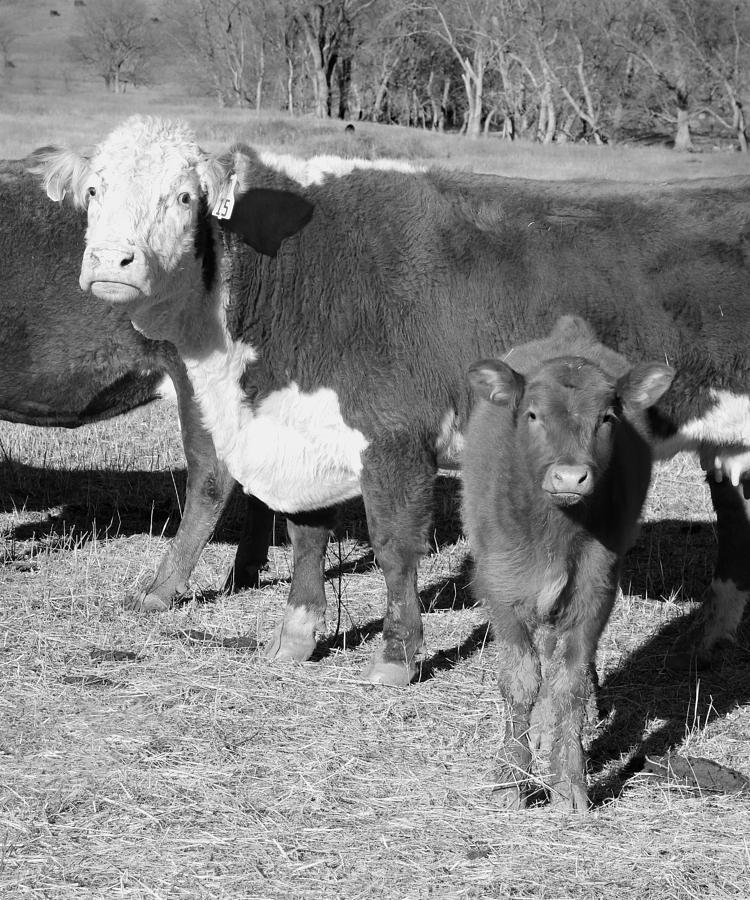 Animals Cows The Curious Calf black and white photography Photograph by Ann Powell