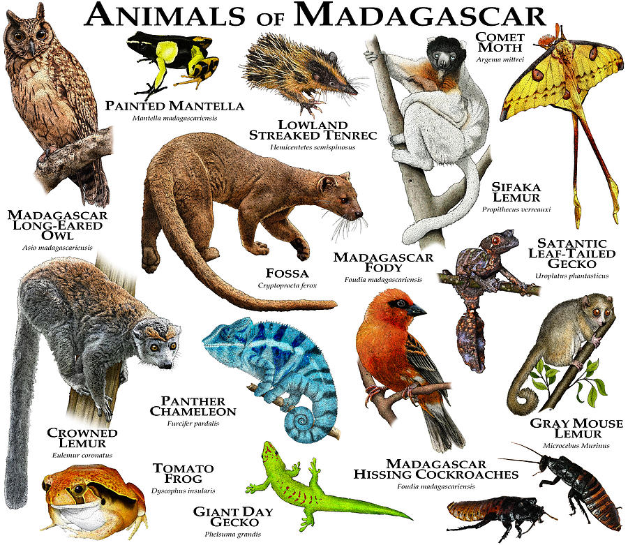 Animals Of Madagascar Photograph by Roger Hall