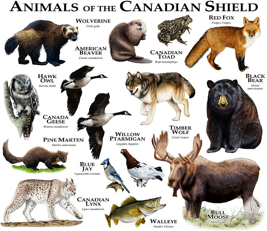 Animals Of The Canadian Shield Photograph by Roger Hall