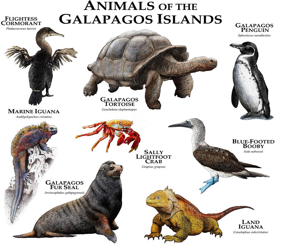 Animals Of The Galapagos Islands Photograph by Roger Hall