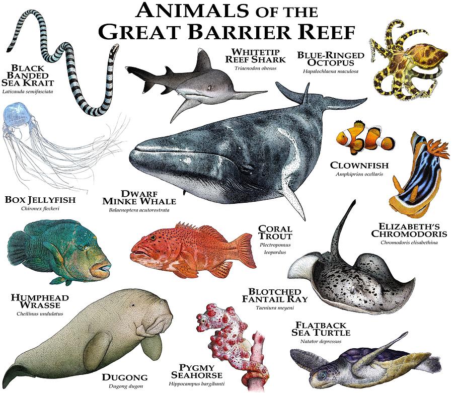 Animals Of The Great Barrier Reef Photograph by Roger Hall - Fine Art  America