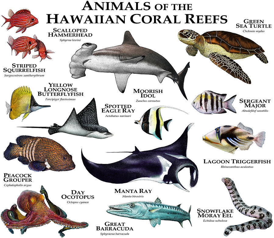 Animals Of The Hawaiian Coral Reef Photograph by Roger Hall - Fine Art  America