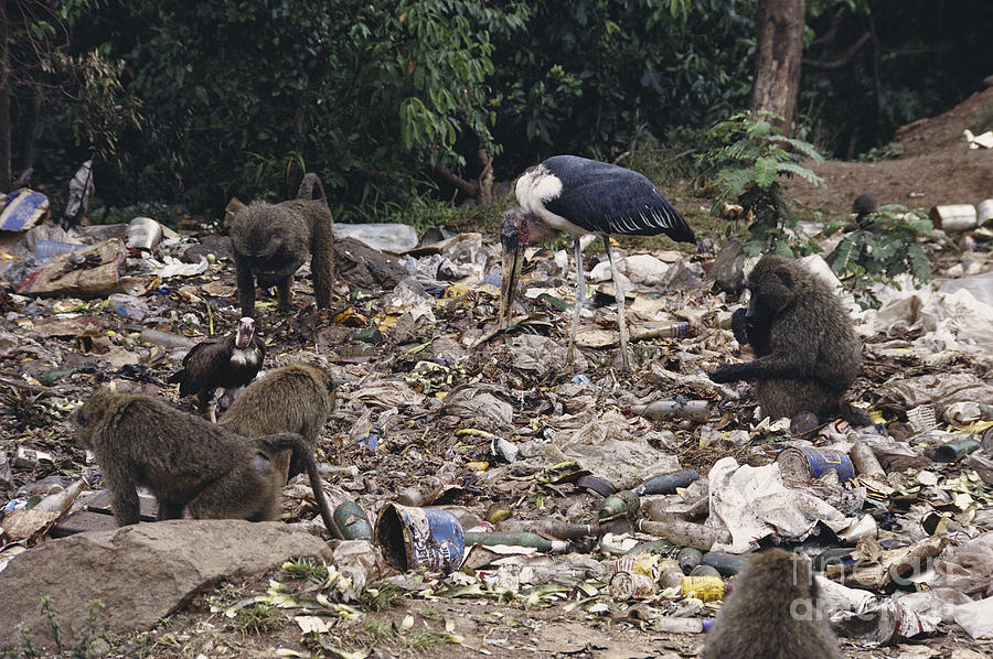 Animals Scavenging A Dump Photograph by Gregory G. Dimijian, M.D.