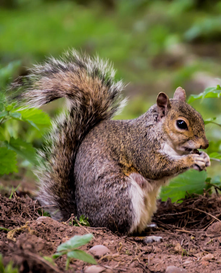 Animals - Squirrel with Pine Cone on the Ground Photograph by Scott Lyons