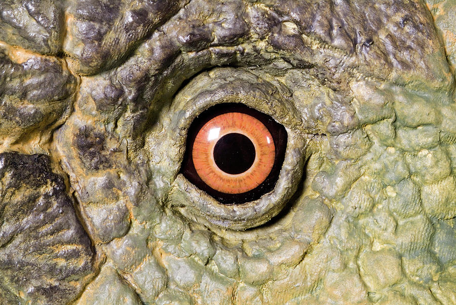 Animatronic Dinosaur Eye Photograph by Natural History Museum, London/science Photo Library