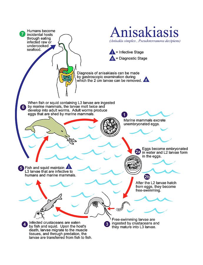 Anisakiasis Parasite Life Cycle Photograph by Cdc/science Photo Library ...