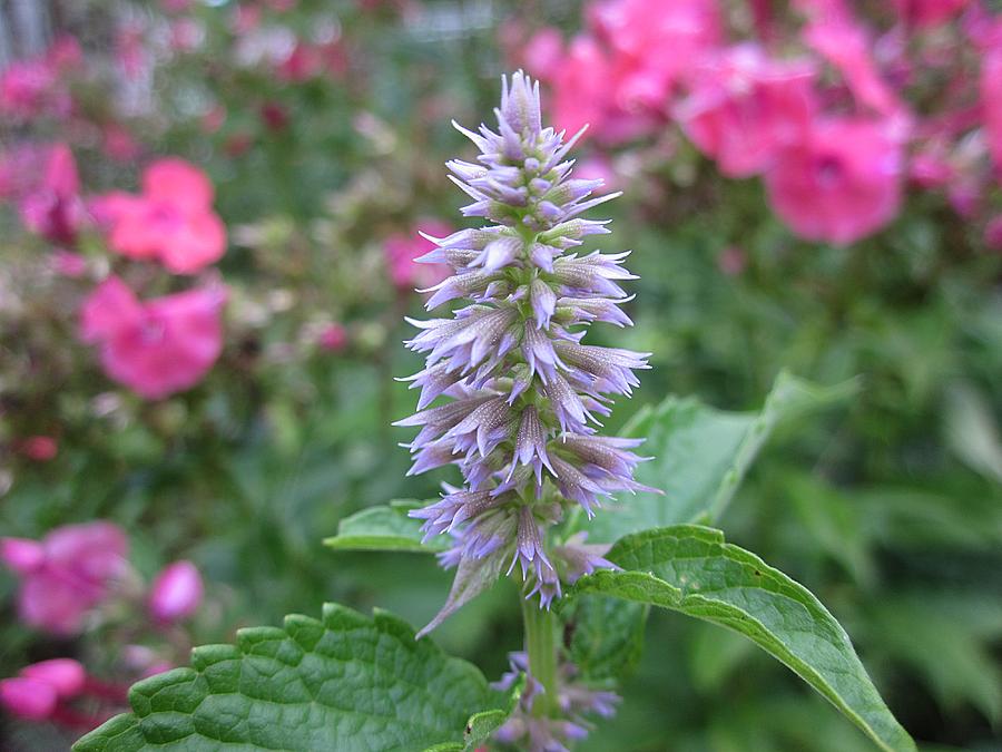 Anise Hyssop Photograph by MTBobbins Photography