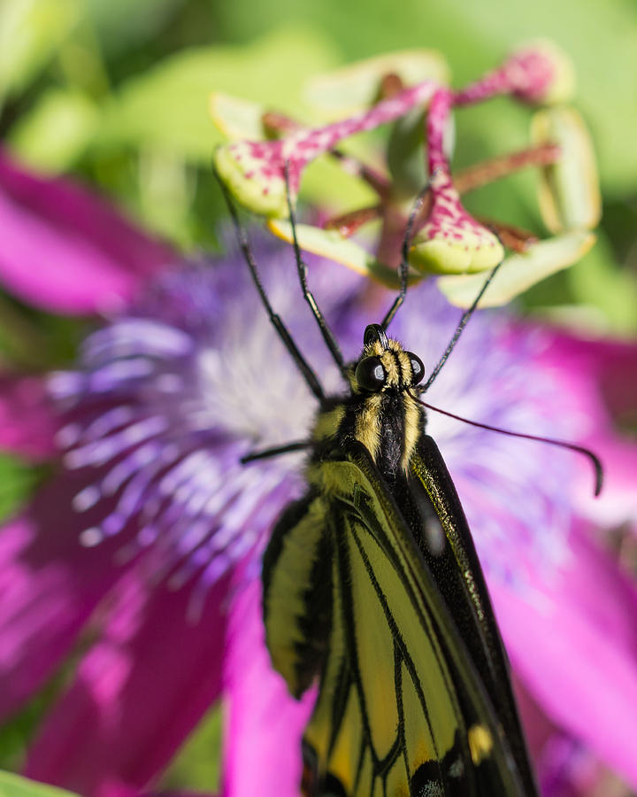 Anise Swallowtail Butterfly and Passionflower Photograph by Priya Ghose