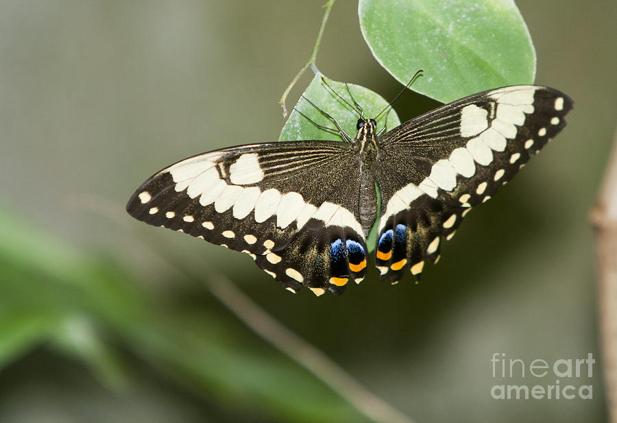 Anise Swallowtail Butterfly Photograph by David Millenheft