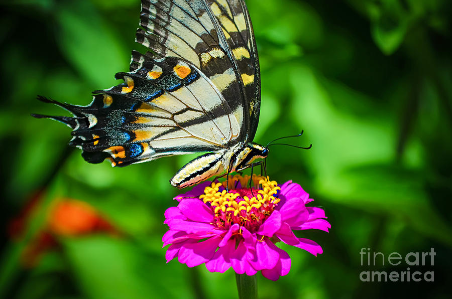 Anise  Swallowtail Butterfly Photograph