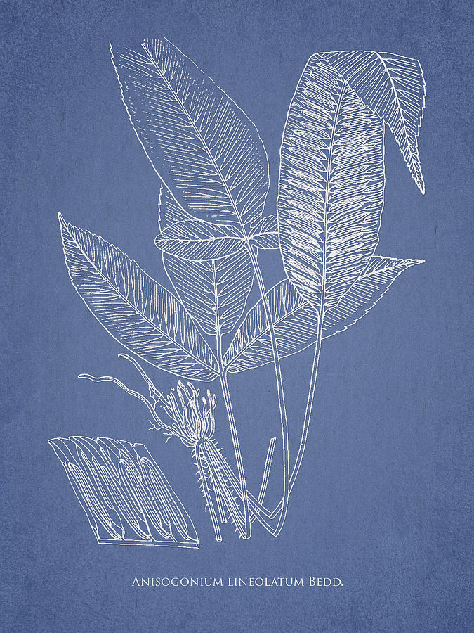 Nature Digital Art - Anisogonium lineolatum by Aged Pixel