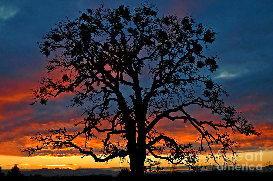 Ankeny Hill Sunset Photograph by Nick Boren