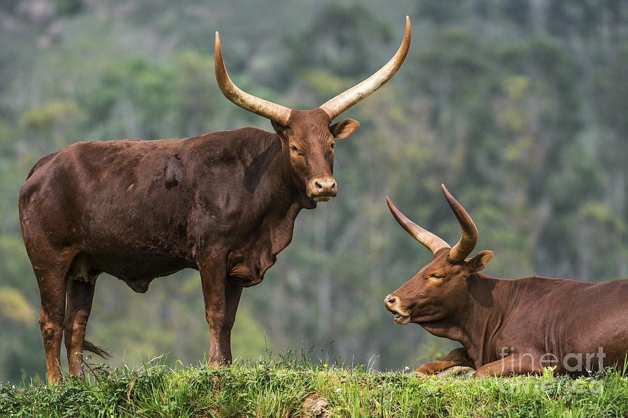 Ankole longhorns Photograph by Arterra Picture Library