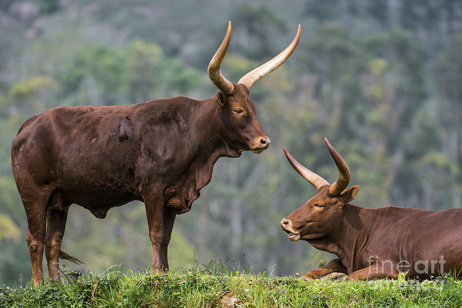 Ankole longhorn 2 Photograph by Arterra Picture Library