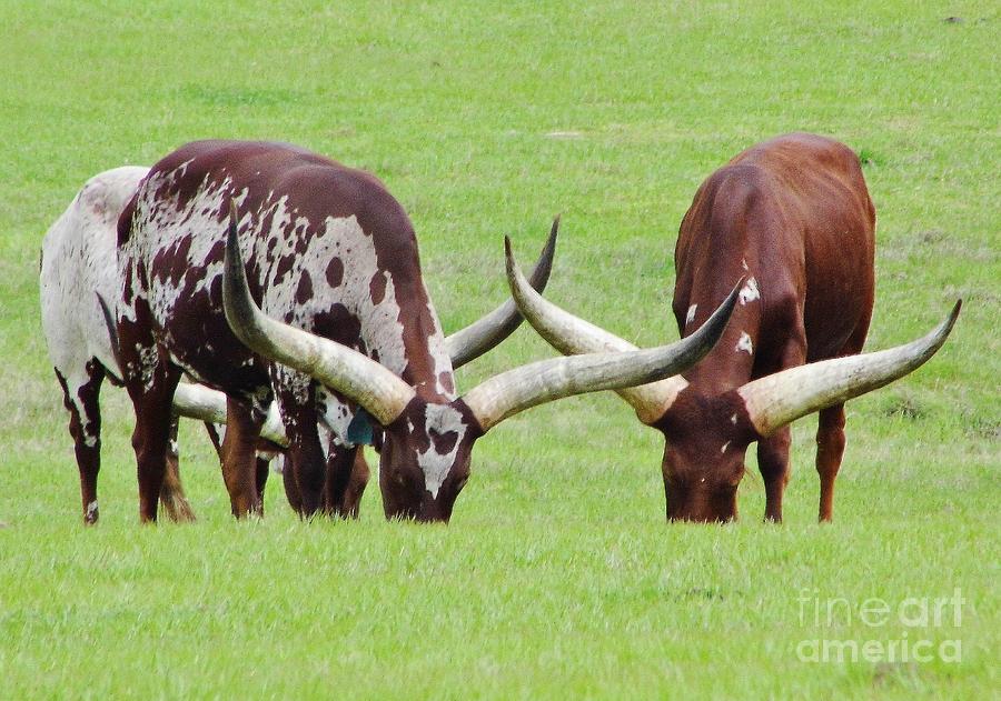 Ankole Longhorn Cattle Photograph by D Hackett