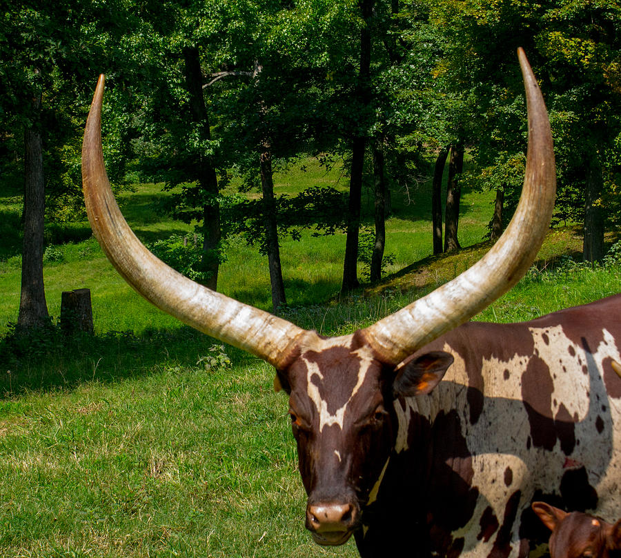 Ankole-Watusi Cattle Breed 1 Photograph by Douglas Barnett