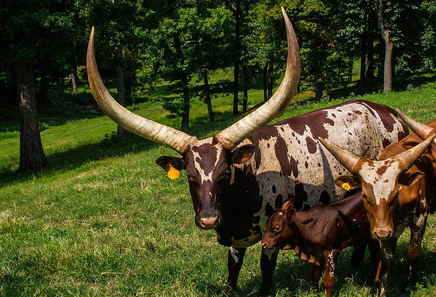 Ankole-Watusi Cattle Breed 2 Photograph by Douglas Barnett