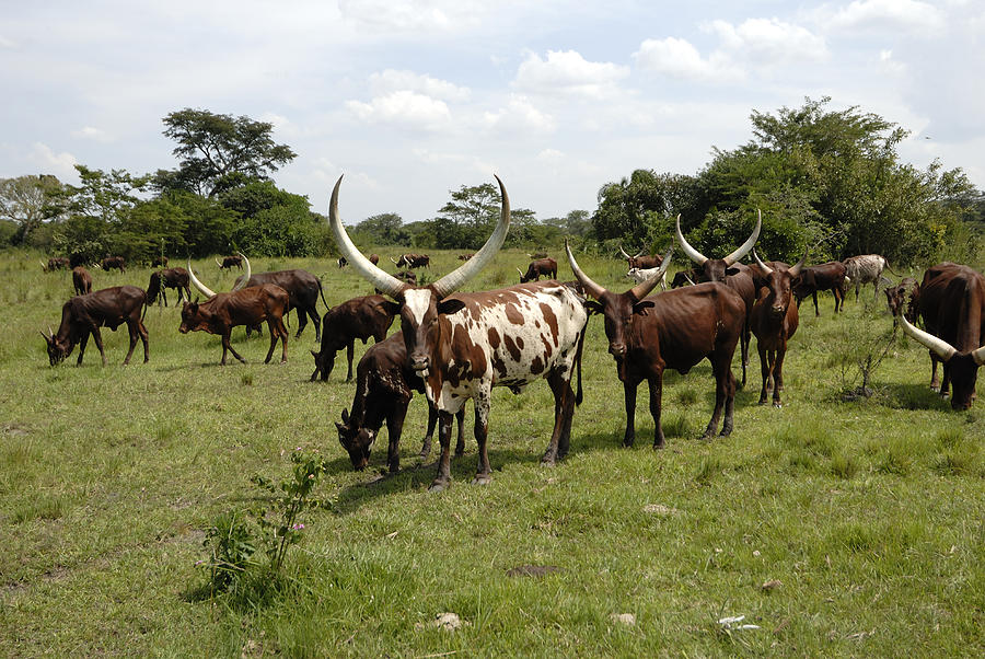 Ankole-watusi Cattle Photograph by Peter Groenendyk