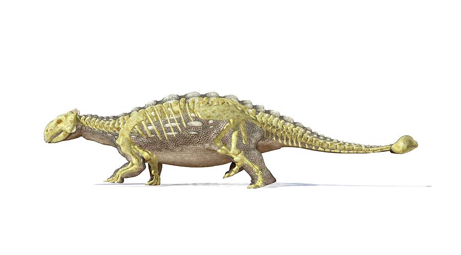 Nature Digital Art - Ankylosaur Dinosaur Skeleton, Artwork by Leonello Calvetti