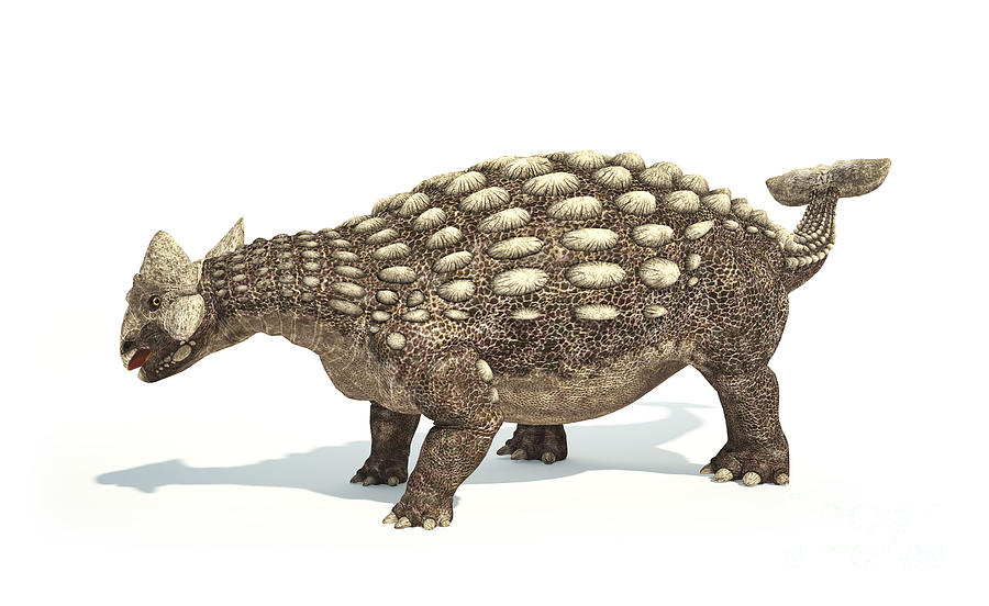 Ankylosaurus Dinosaur On White Digital Art by Leonello Calvetti