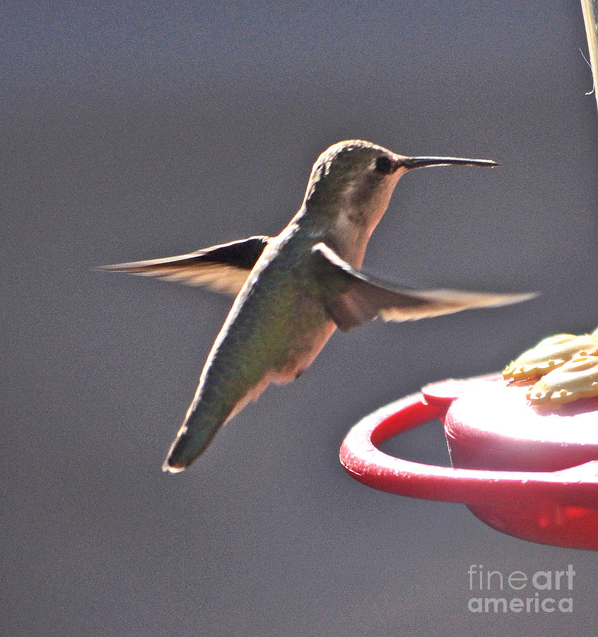 Annas Hummingbird Getting Ready To Land Photograph by Jay Milo