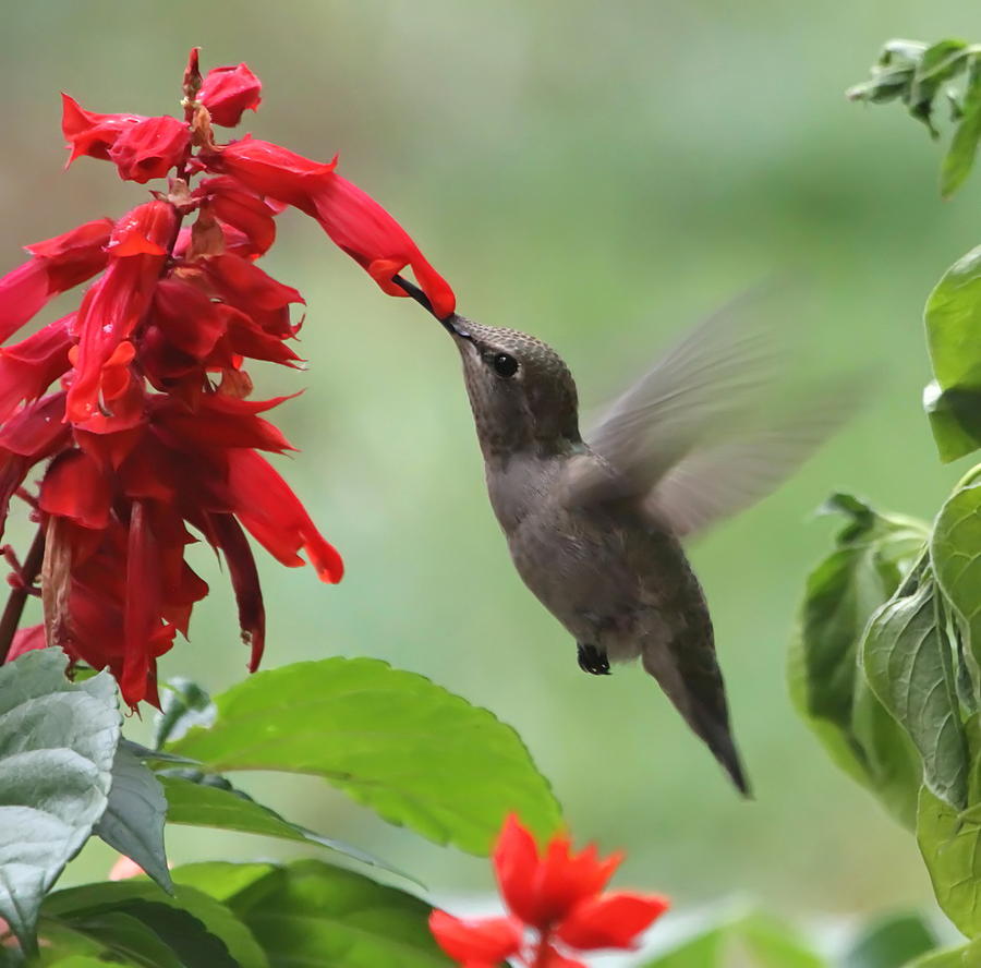 Anna Hummingbird in Salvia Photograph by Angie Vogel