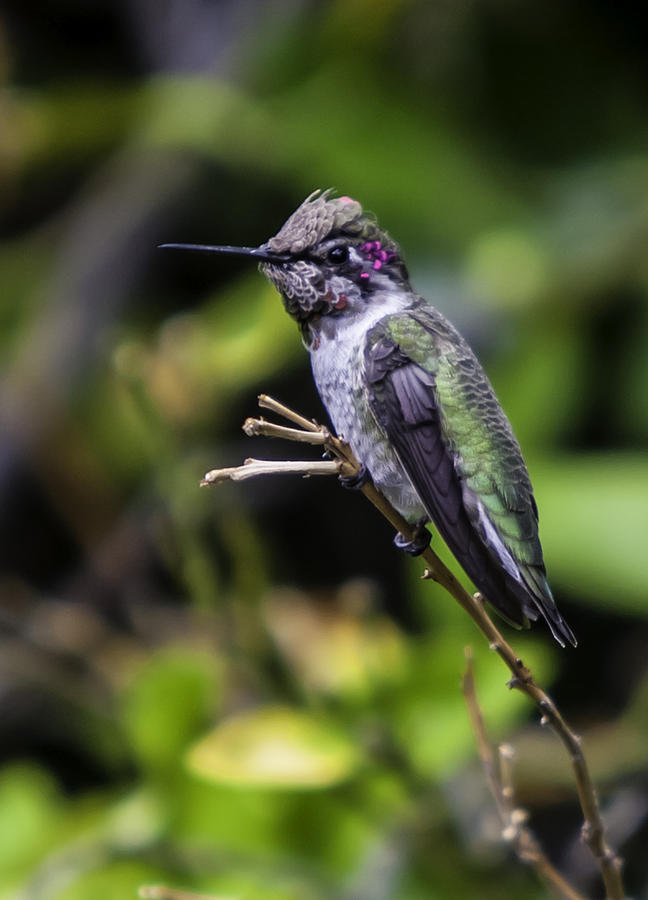 Anna Hummingbird Photograph by John Haldane
