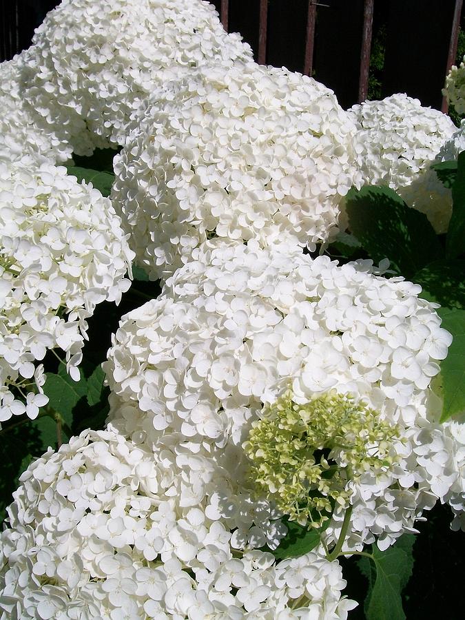Annabelle Hydrangea  Painting by Sharon Duguay