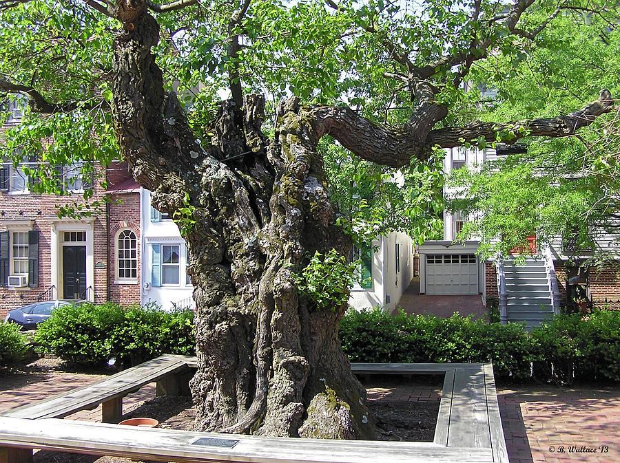 Annapolis Mulberry Tree Photograph by Brian Wallace