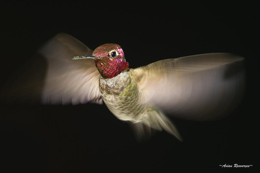 Annas Hummingbird 3 Photograph by Avian Resources
