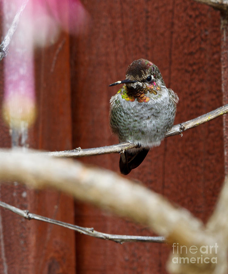 Anna's Hummingbird Photograph - Annas Hummingbird 5.1431 by Stephen Parker