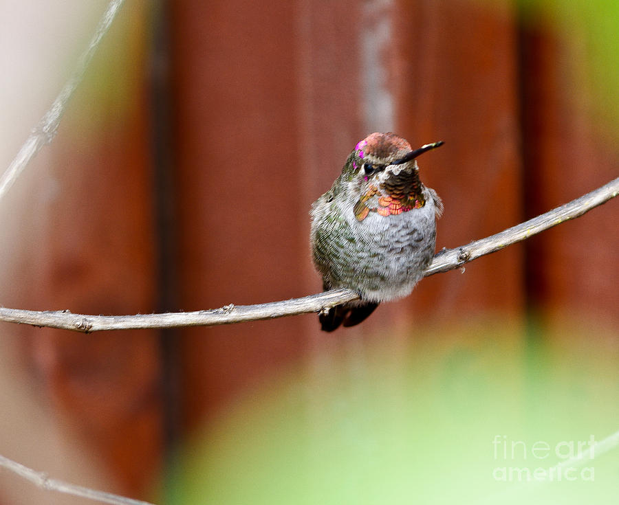 Anna's Hummingbird Photograph - Annas Hummingbird 5.1442 by Stephen Parker