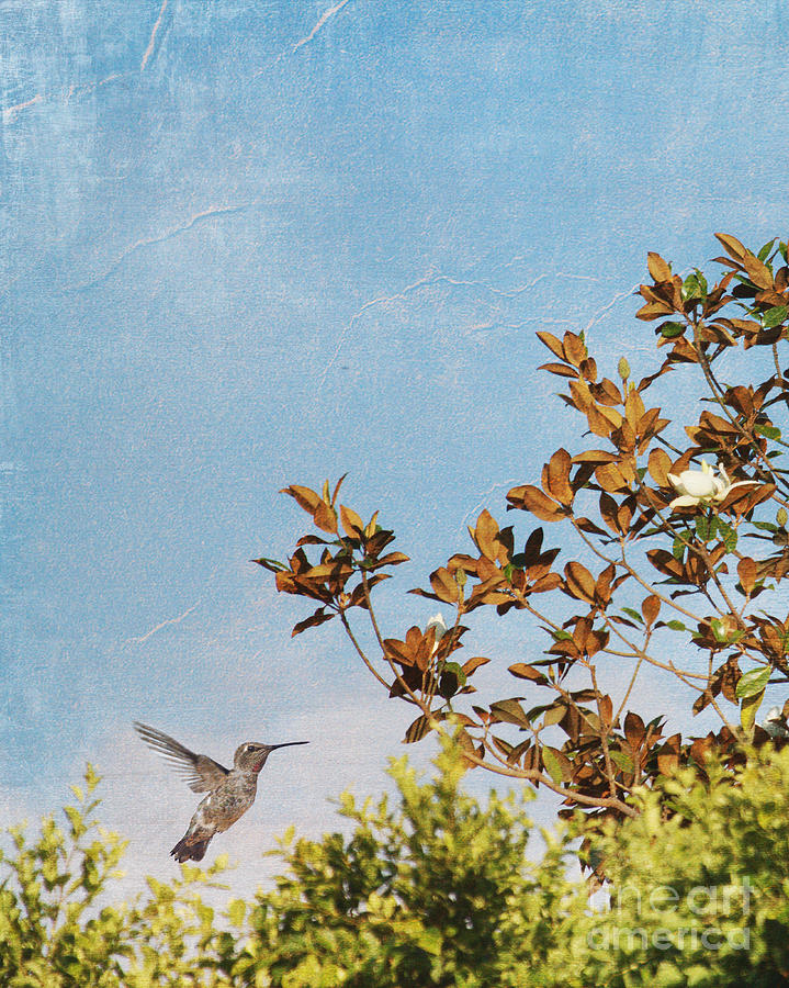 Annas Hummingbird and Magnolia Tree Digital Art by Susan Gary
