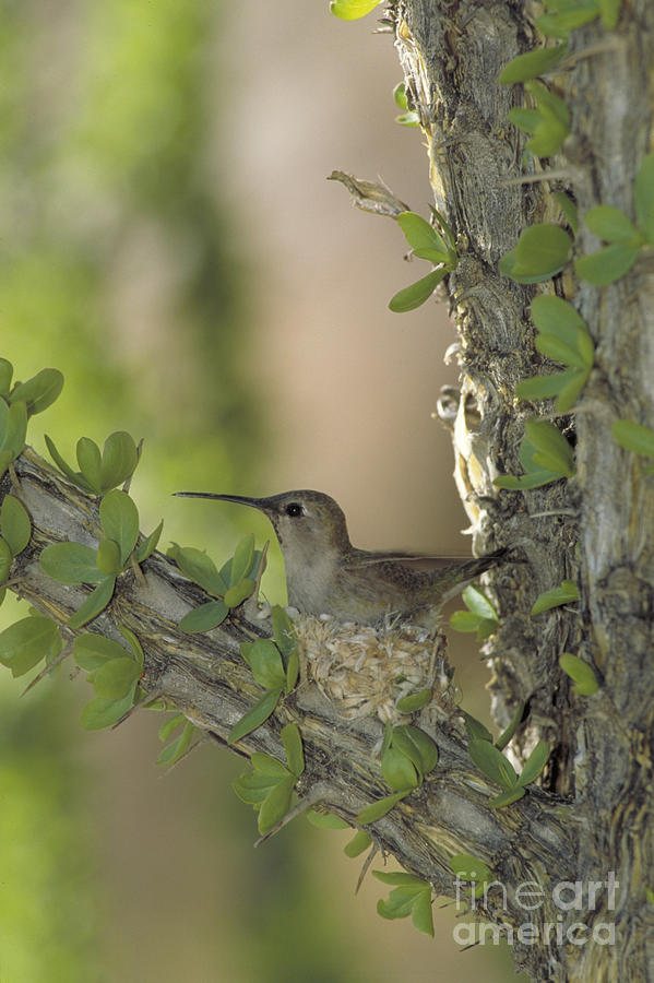 Annas Hummingbird And Nest Photograph by Gregory G. Dimijian