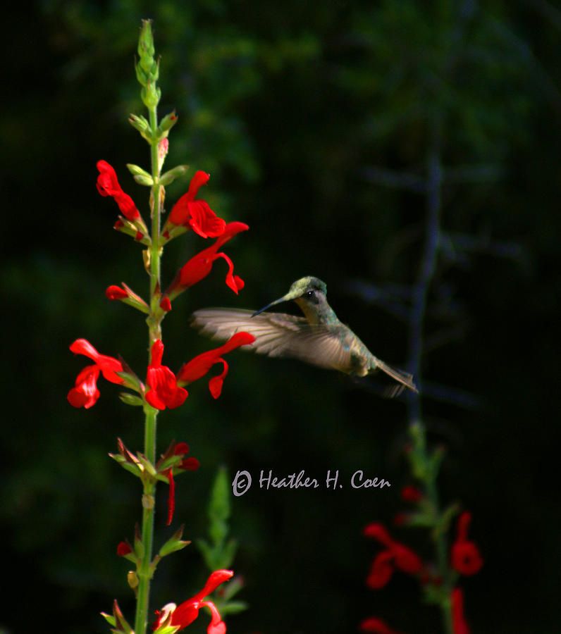 Annas Hummingbird and Red Photograph by Heather Coen