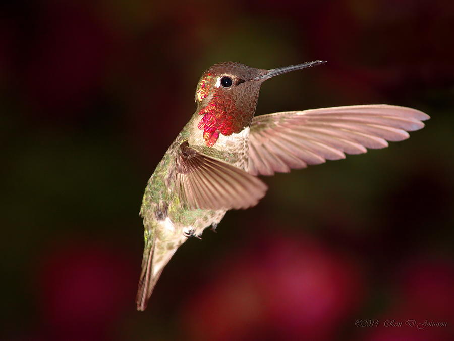 Nature Photograph - Annas Hummingbird and the roses by Ron D Johnson